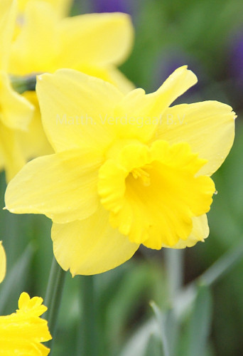 Narcissus Tamara