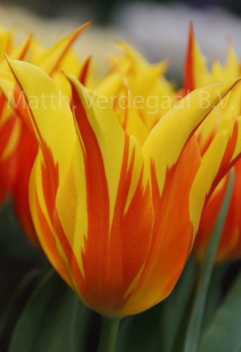 Tulipa Frire Wings