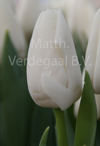 Tulipa Update