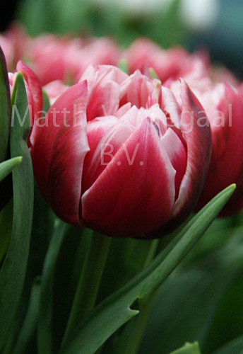 Tulipa Columbus