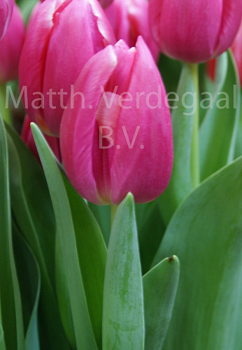 Tulipa Expression