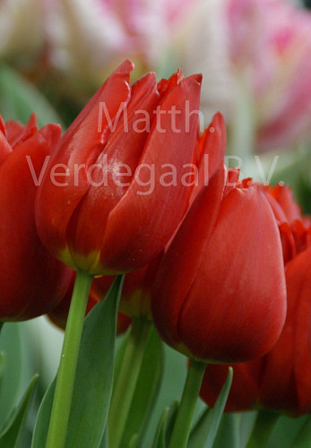 Tulipa Vesna