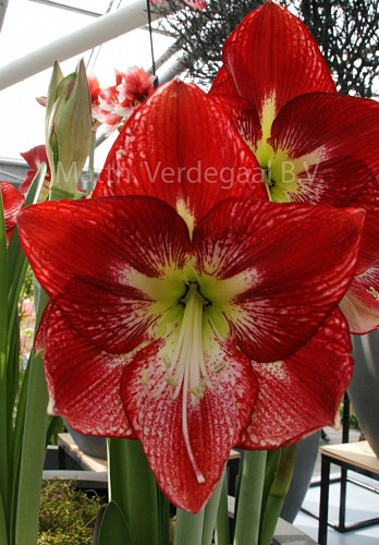 Amaryllis Flamenco Queen