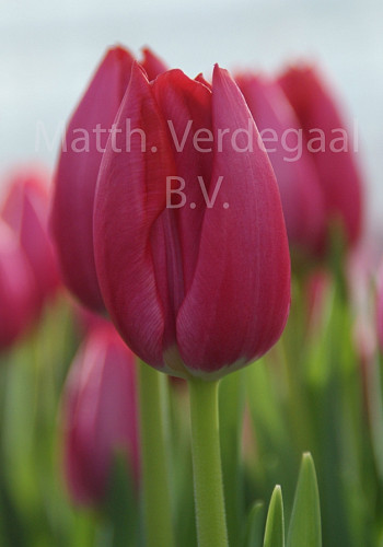 Tulipa Frontline