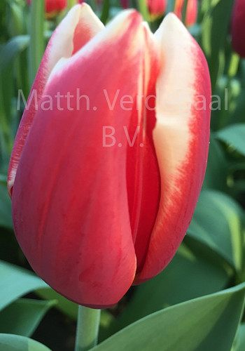 Tulipa Lennox