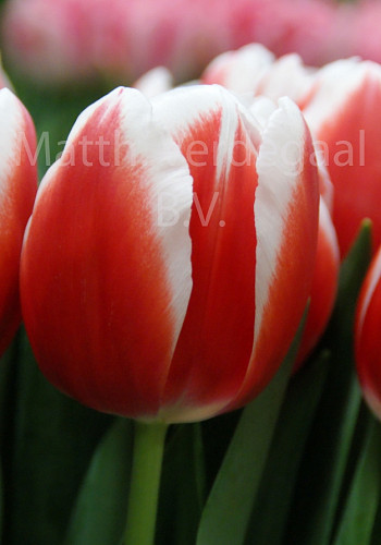 Tulipa Outfit