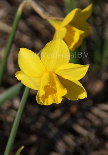 Narcissus Sweetness