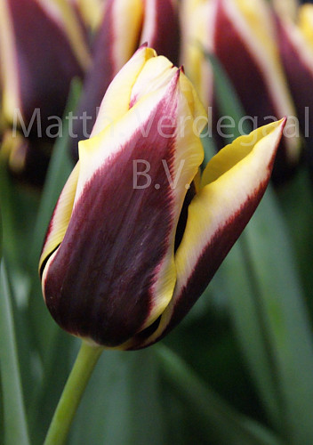 Tulipa Gavota