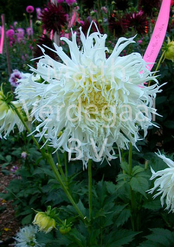 Dahlia Tsuki- Yori- No-Shisha