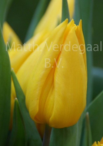 Tulipa Yokohama