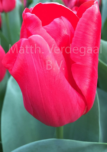 Tulipa Dean