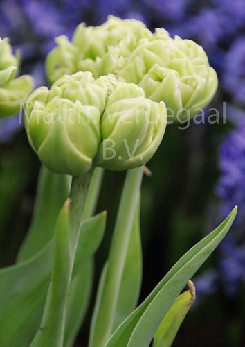 Tulipa Little Queen