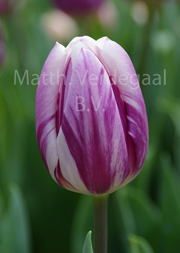 Tulipa Striped Flag