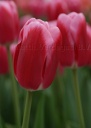 Tulipa Circuit