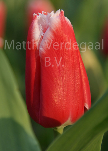 Tulipa Canasta