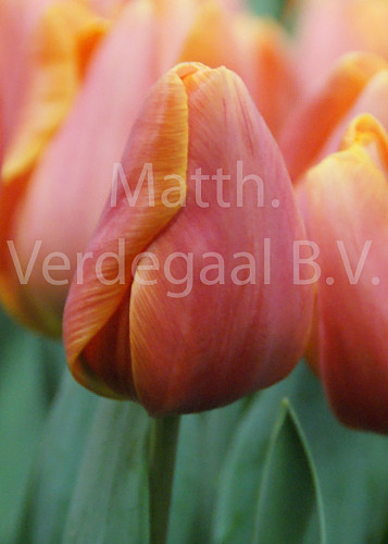 Tuliupa Jimmy