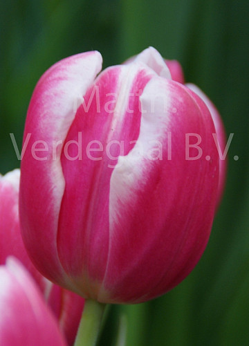 Tulipa Mark Design