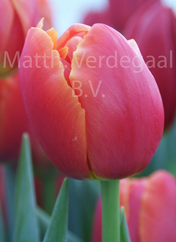 Tulipa Icoon