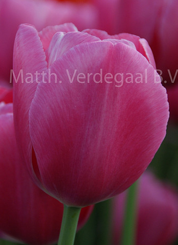 Tulipa Anaconda