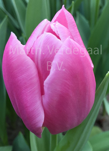 Tulipa Dream Cloud
