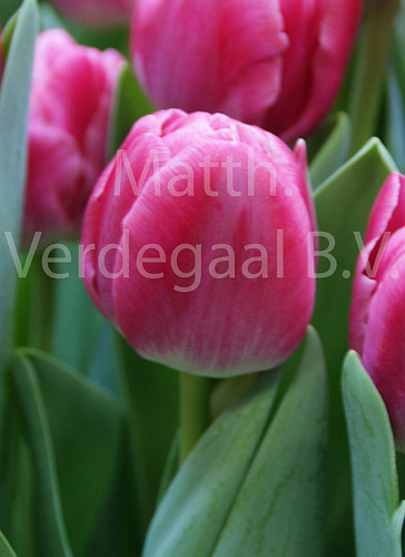 Tulipa Vogue