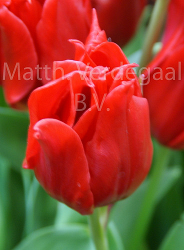 Tulipa Pretty Woman