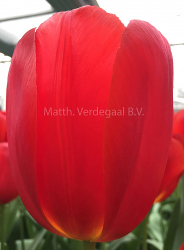 Tulipa Peking