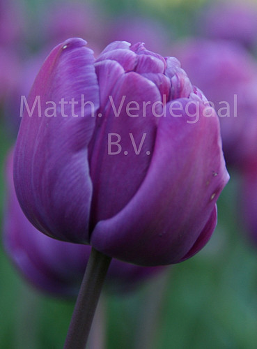 Tulipa Blue Diamond