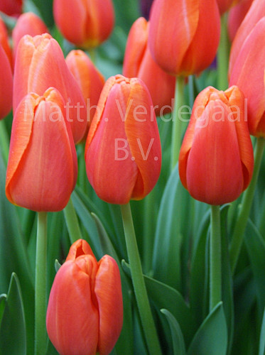 Tulipa Purple Crystal