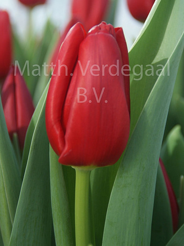 Tulipa Endurance