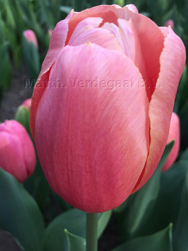 Tulipa Ace Pink