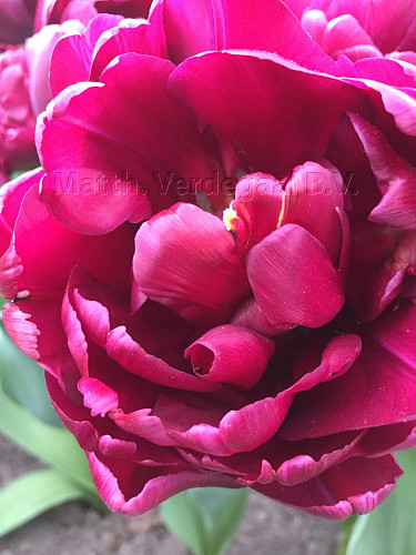 Tulipa Alison Bradley