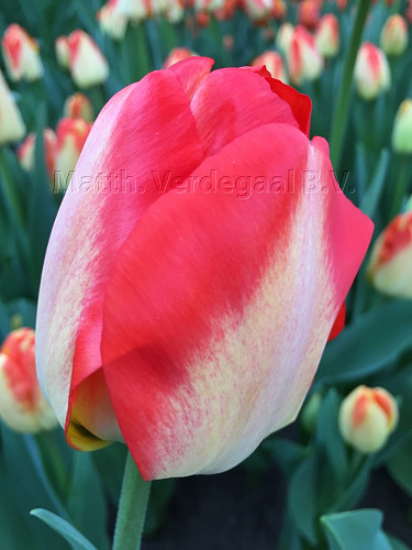 Tulipa American Dream