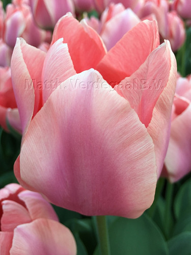 Tulipa Apricona