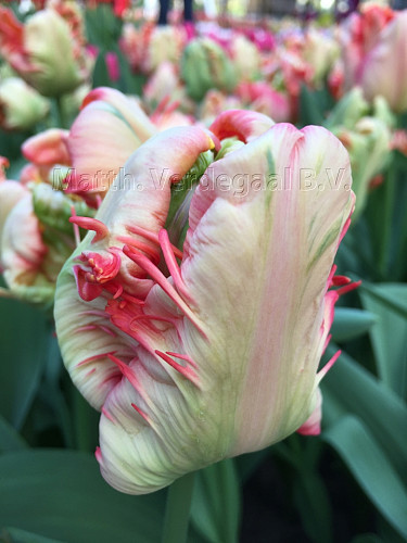 Tulipa Apricot Parrot