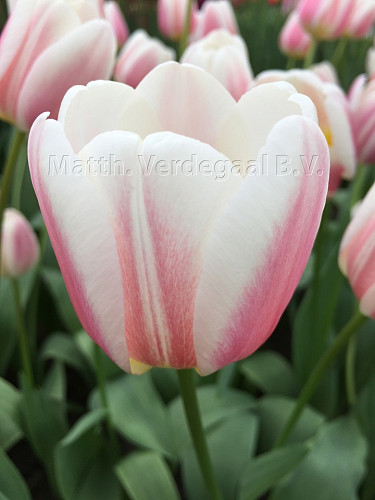 Tulipa Beau Monde