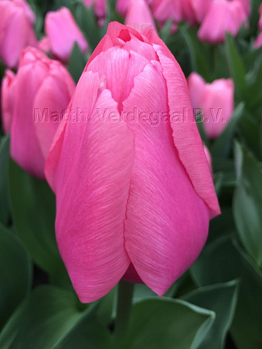 Tulipa Big Love