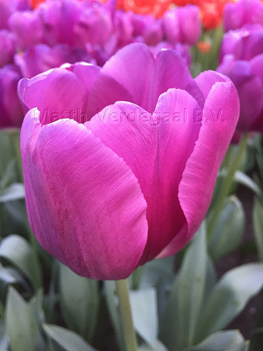 Tulipa Bullit
