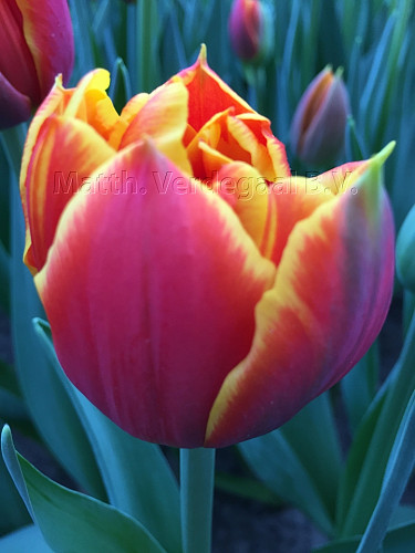 Tulipa Crossfire