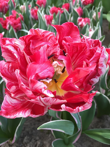 Tulipa Eternal Flame