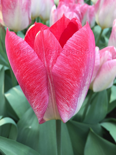 Tulipa Flaming Purissima