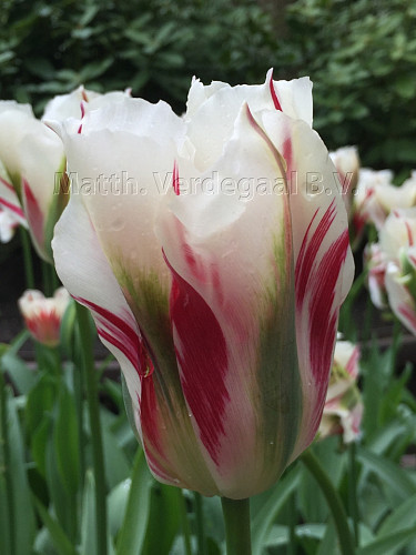 Tulipa Flaming Spring Green
