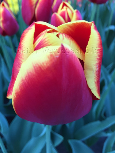 Tulipa Flying Dragon