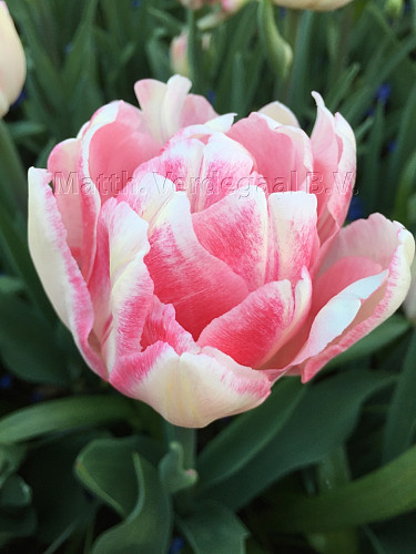 Tulipa Foxtrot