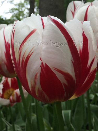Tulipa Happy Generation