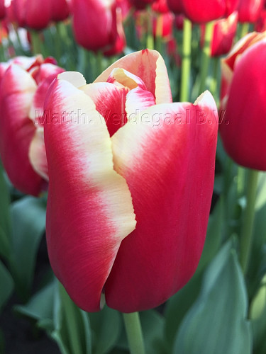 Tulipa Hyundai