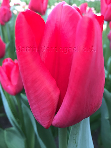 Tulipa Ile de France