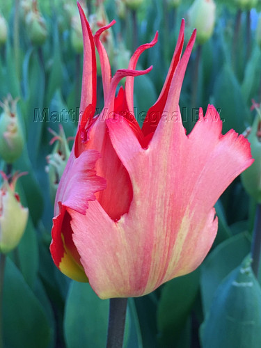 Tulipa Leo