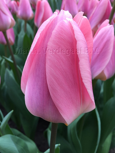 Tulipa Light and Dreamy