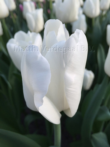 Tulipa Litouwen